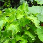 16b87cb5049231c65304c86355e98550_s