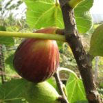 2f5f1f5ae546d213c4ffeaa25474cfcc_s