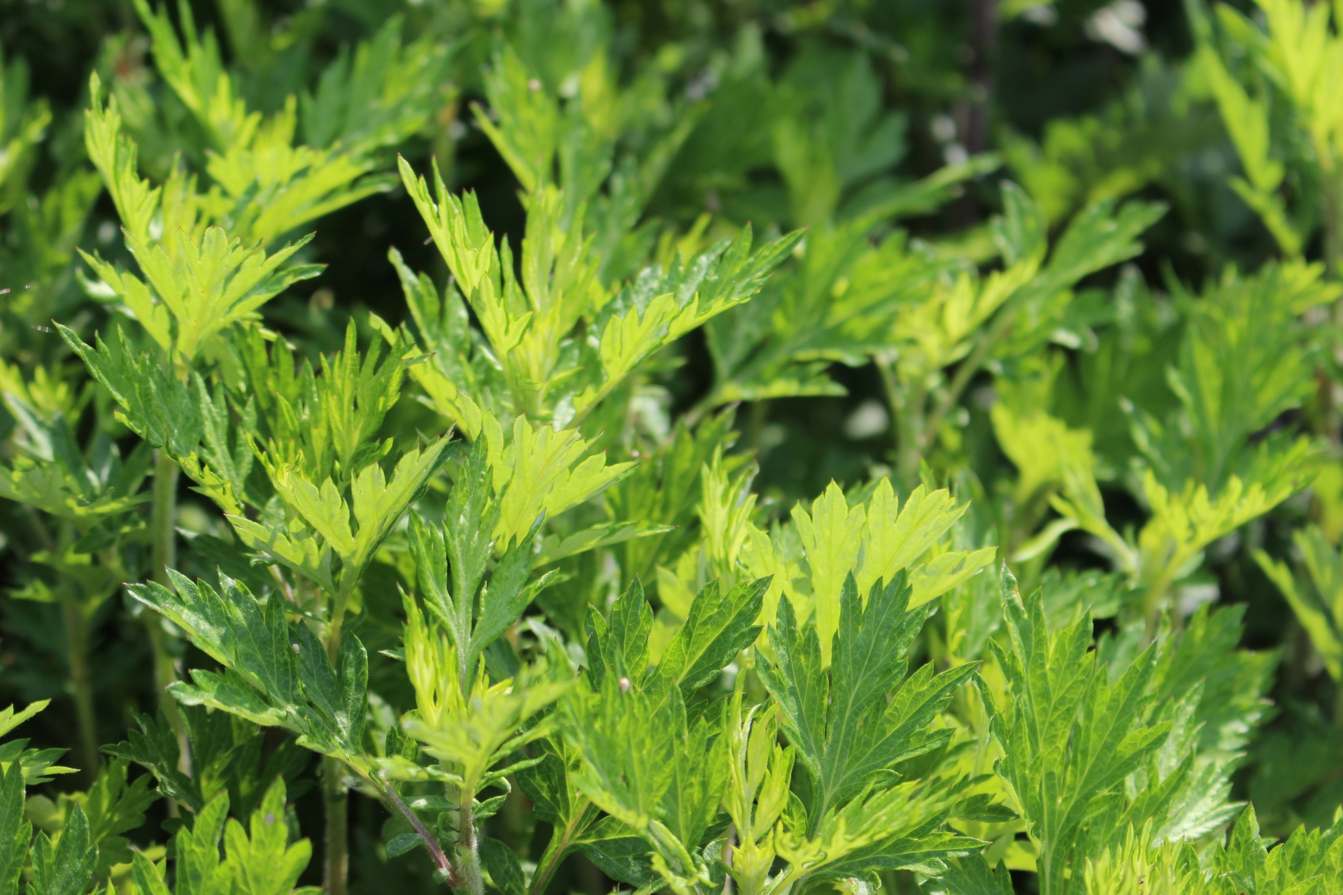 6663f479d1fd48f6384549abee6ab064_m