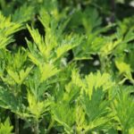 6663f479d1fd48f6384549abee6ab064_s