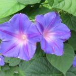 6dbd1fd6785938ff7c159e2de8ea685b_s