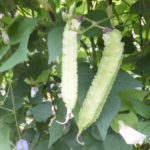 80d13523d6a63dd534250534c22e9175_s