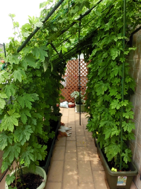 緑のカーテンの実験 エアコンアシスト福岡