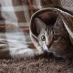 d782eef3711d653f34732586c8f1c7c7_s