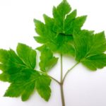 db8f5738d36677c6692396599c6799e9_s