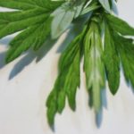 dc066a5eb4b9ec75aef6164892fbdf32_s