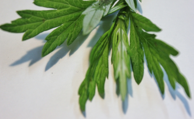 dc066a5eb4b9ec75aef6164892fbdf32_s